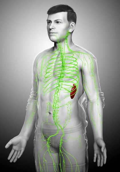 Renderizado Ilustración Médicamente Precisa Sistema Linfático Masculino — Foto de Stock