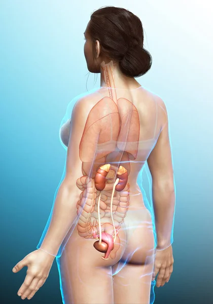 Renderizado Ilustración Médicamente Precisa Los Riñones Femeninos — Foto de Stock