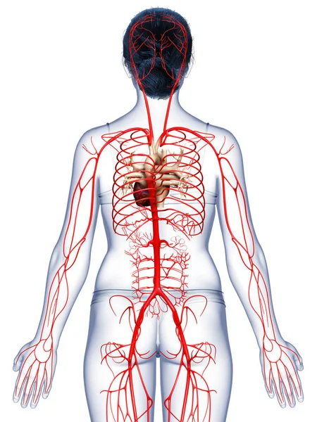 Renderizado Ilustración Médicamente Precisa Las Arterias Femeninas — Foto de Stock