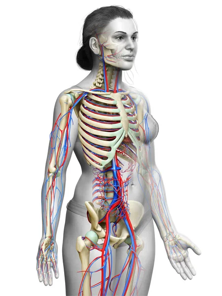 Utförd Medicinskt Korrekt Illustration Det Kvinnliga Cirkulations Och Skelettsystemet — Stockfoto