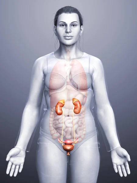 Renderizado Ilustración Médicamente Precisa Los Riñones Femeninos — Foto de Stock