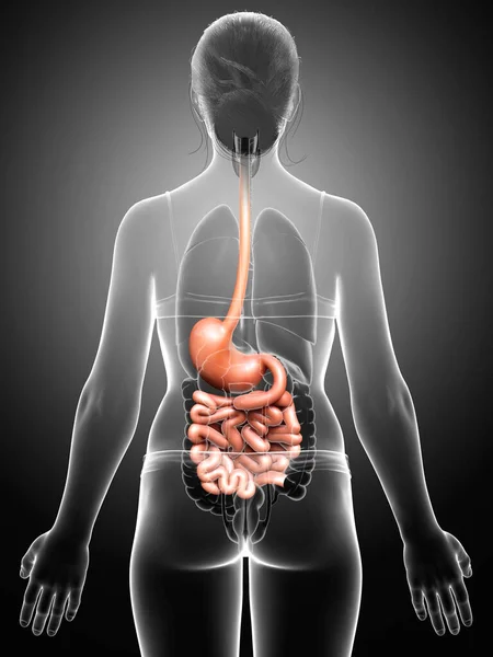 3Dレンダリング 女性の胃や小腸の医学的に正確なイラスト — ストック写真