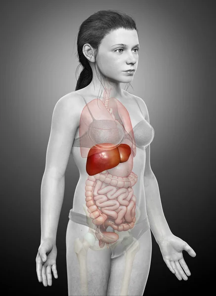Återgiven Medicinskt Korrekt Illustration Ung Flicka Lever Anatomi — Stockfoto