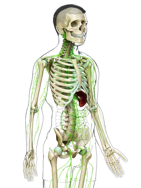 Medisch Nauwkeurige Illustratie Van Een Mannelijk Lymfestelsel — Stockfoto