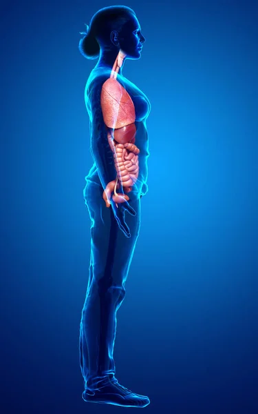 3Dは医学的に正確な女性の内臓のイラストをレンダリング — ストック写真