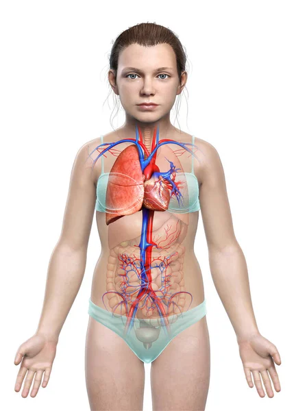 Reso Illustrazione Clinicamente Accurata Una Giovane Ragazza Anatomia Polmonare — Foto Stock