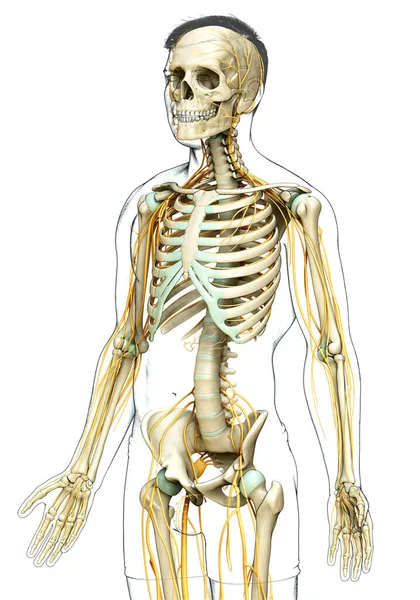 Medisch Nauwkeurige Illustratie Van Het Zenuwstelsel Het Skelet Systeem — Stockfoto