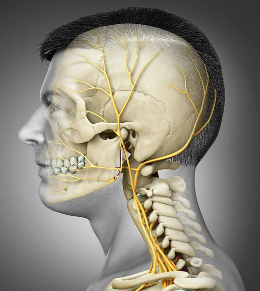 Gjorde Medicinskt Korrekt Illustration Manligt Huvud Nervsystemet Och Skelett System — Stockfoto