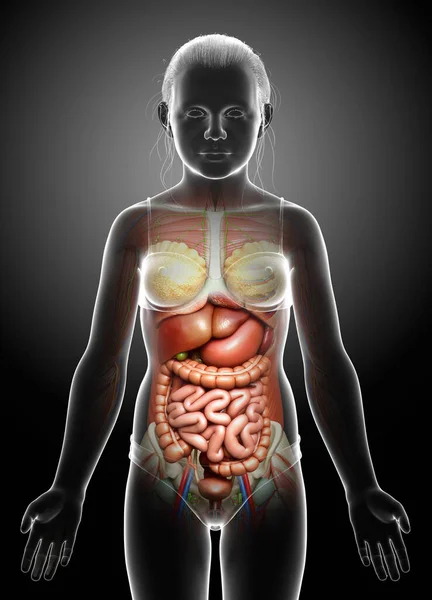 Оказали Медицинскую Точность Молодой Девушки Анатомии — стоковое фото