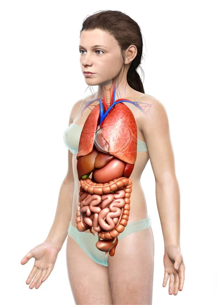 Rendered Medically Accurate Illustration Young Girl Internal Organs — Stock Photo, Image