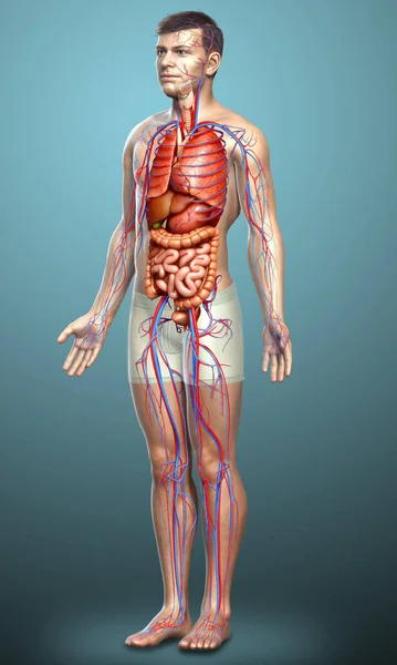 Gjorde Medicinskt Korrekt Illustration Manliga Inre Organ Och Cirkulationssystemet — Stockfoto