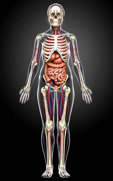 Renderizado Ilustración Médicamente Precisa Órganos Internos Femeninos Esqueleto Sistema Circulatorio —  Fotos de Stock