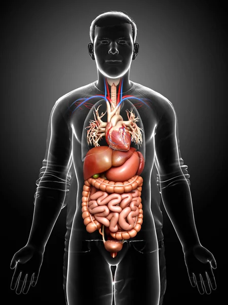 Reso Illustrazione Clinicamente Accurata Del Sistema Digestivo Maschile Del Cuore — Foto Stock