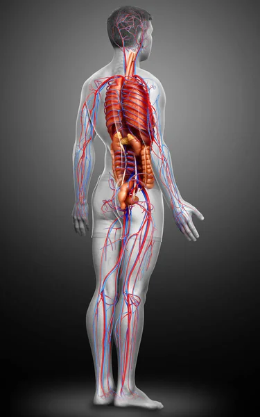Оказана Медицинская Точная Иллюстрация Мужской Кровеносной Системы Внутренних Органов — стоковое фото