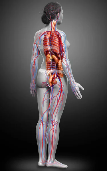 3D对女性循环系统和内部器官进行了准确的医学描述 — 图库照片