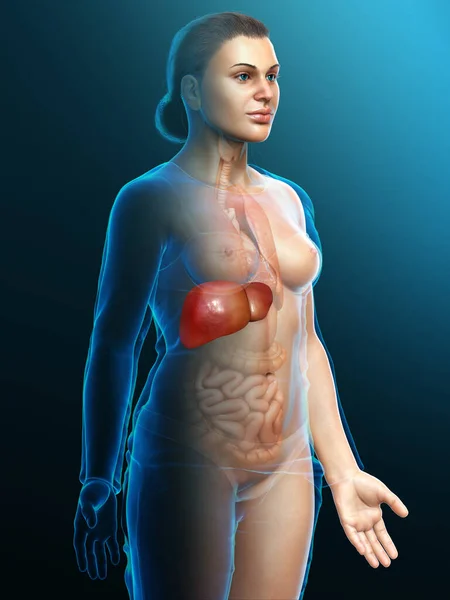 Gerenderte Medizinisch Korrekte Darstellung Der Weiblichen Leberanatomie — Stockfoto