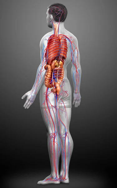 3D对男性循环系统和内部器官进行了医学上准确的描述 — 图库照片