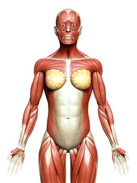 Gjorde Medicinskt Korrekt Illustration Ett Kvinnligt Muskelsystem — Stockfoto