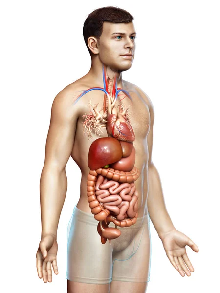 Reso Illustrazione Clinicamente Accurata Maschio Digestive Syste — Foto Stock