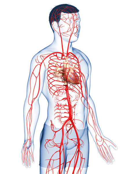 3d оказана медицинская точная иллюстрация мужских артерий
