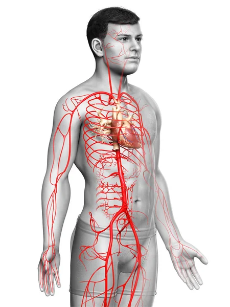 Reso Illustrazione Clinicamente Accurata Delle Arterie Maschili — Foto Stock