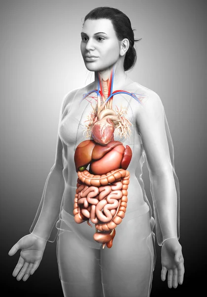 Rendered Medically Accurate Illustration Female Digestive System — Stock Photo, Image