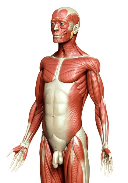 Renderizado Ilustración Médicamente Precisa Sistema Muscular Masculino —  Fotos de Stock