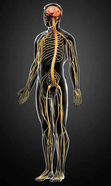 Renderowane Medycznie Dokładna Ilustracja Męskiego Układu Nerwowego — Zdjęcie stockowe