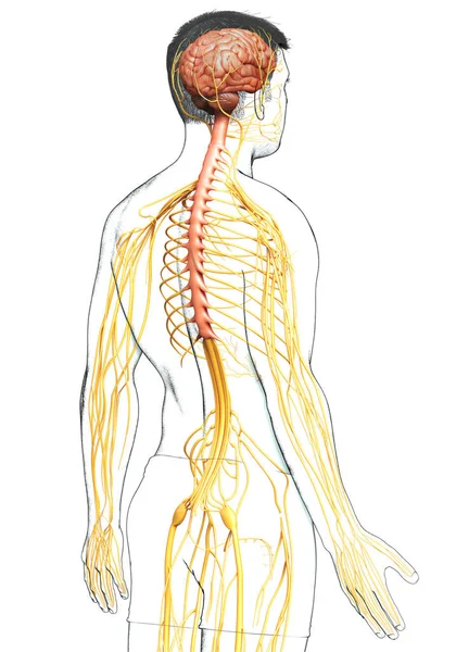 Renderizado Ilustración Médicamente Precisa Sistema Nervioso Masculino — Foto de Stock