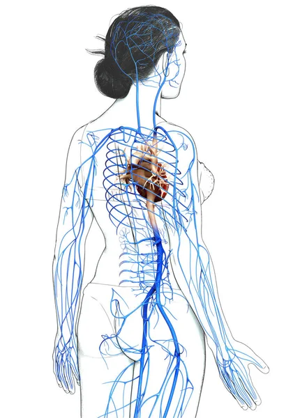 Оказана Медицинская Точная Иллюстрация Анатомии Женских Вен — стоковое фото