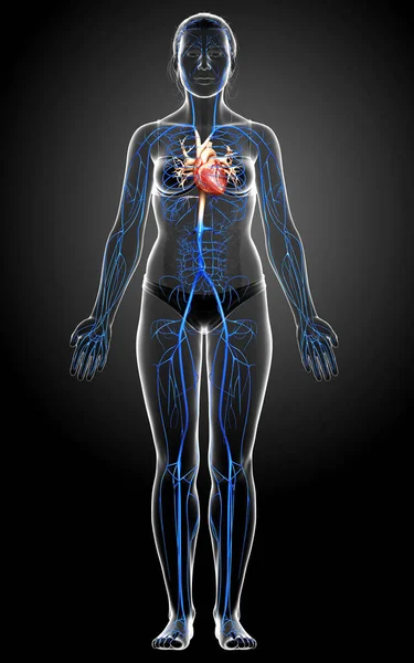 Gerenderte Medizinisch Korrekte Darstellung Einer Weiblichen Venenanatomie — Stockfoto