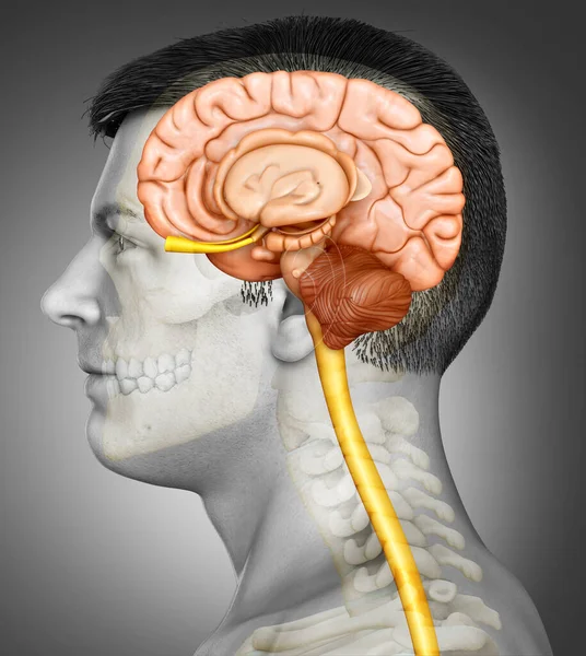 Rendering Medical Illustration Male Brain Anatomy — Stock Photo, Image
