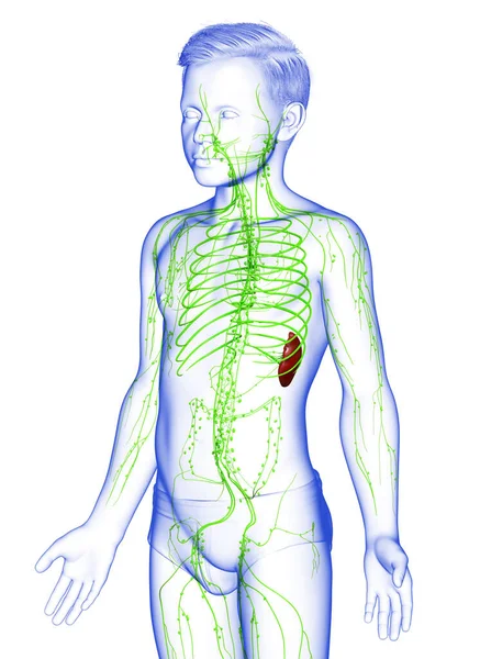 3D对一个小男孩淋巴系统进行了精确的医学描述 — 图库照片