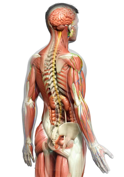 Візуалізована Медично Точна Чоловіча Анатомія — стокове фото