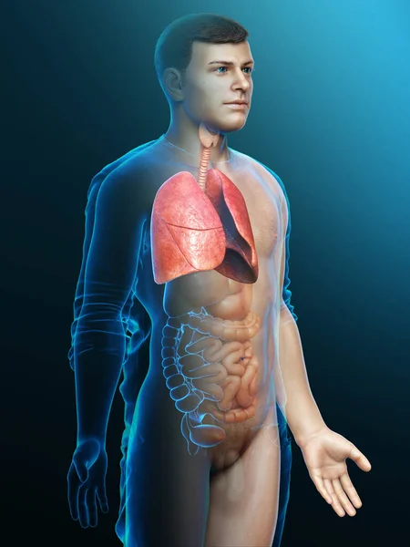 Renderizado Ilustração Medicamente Precisa Uma Anatomia Pulmonar Masculina — Fotografia de Stock