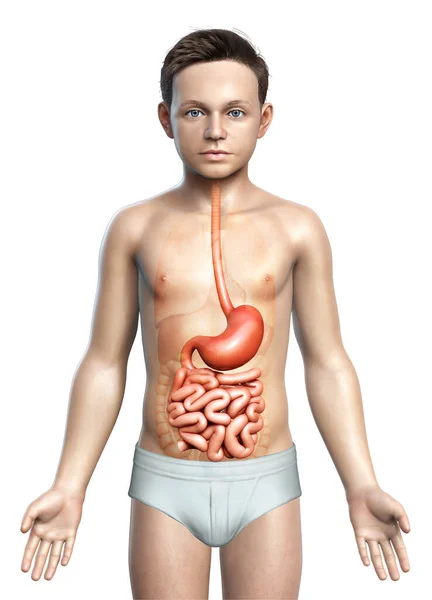 Renderizado Ilustración Médicamente Precisa Estómago Joven Niño Intestino Delgado — Foto de Stock