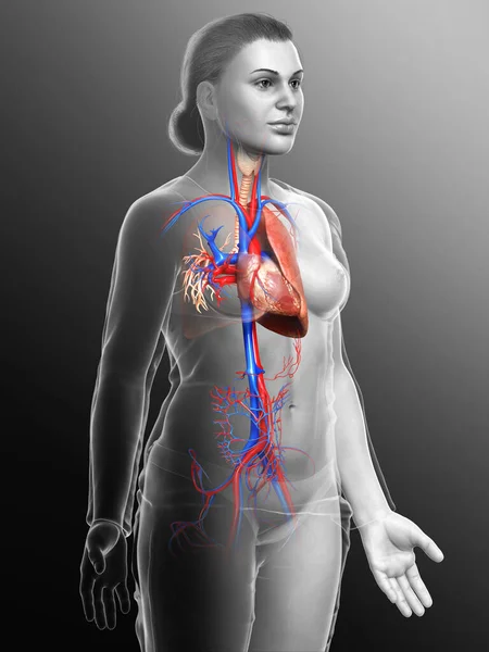 Weergegeven Medisch Nauwkeurige Illustratie Van Een Vrouwelijke Long Anatomie — Stockfoto