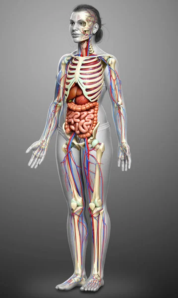 Medicinskt Korrekt Illustration Kvinnliga Inre Organ Skelett Och Cirkulationssyste — Stockfoto