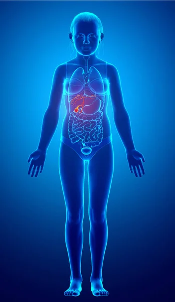 Renderizado Ilustración Médicamente Precisa Los Órganos Niña Anatomía Vesícula Biliar — Foto de Stock