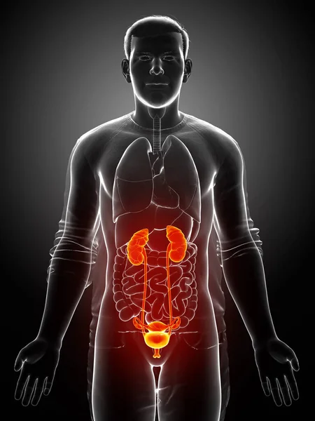 Renderad Medicinskt Korrekt Illustration Markerade Njurar Och Urinvägarna — Stockfoto