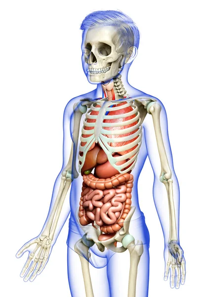 Provedená Lékařsky Přesná Ilustrace Chlapce Vnitřní Orgány Kosterní Systém — Stock fotografie