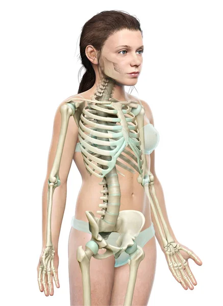 Renderowane Medycznie Dokładna Ilustracja Systemu Szkieletu Młodej Dziewczyny — Zdjęcie stockowe