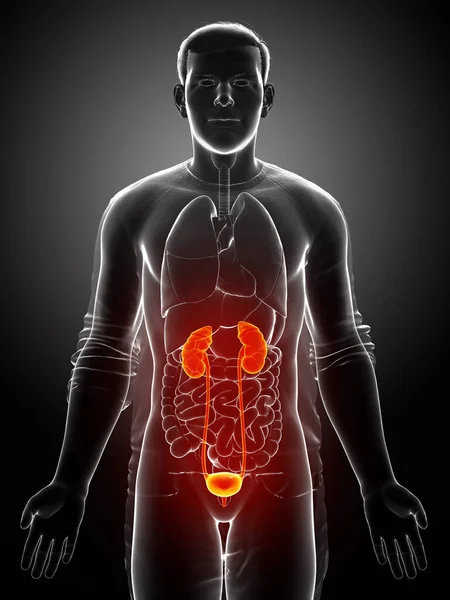 Renderad Medicinskt Korrekt Illustration Markerade Njurar Och Urinvägarna — Stockfoto