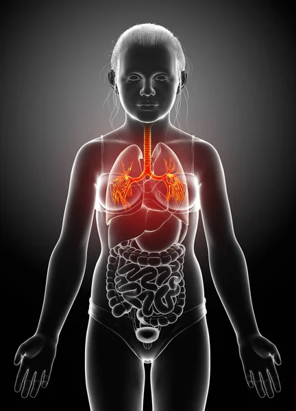 Ilustración Laringe Trachea Bronchi Parte Del Sistema Respiratorio —  Fotos de Stock