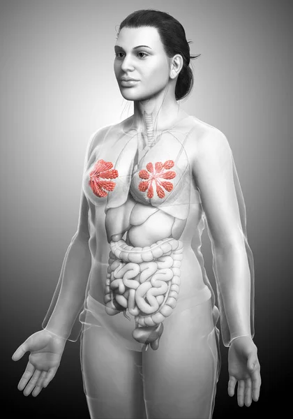 Ilustracja Kobiecej Anatomii Piersi Gruczołów Sutkowych — Zdjęcie stockowe