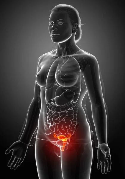 Kadın Rahim Anatomisinin Tıbben Doğru Bir Gösterimi — Stok fotoğraf
