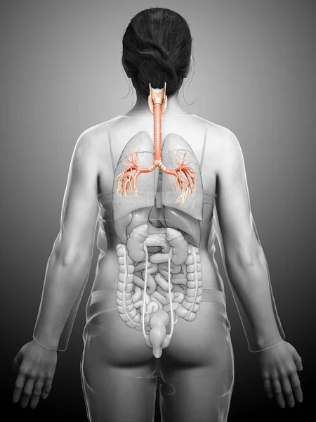 Illustration Larynx Trachea Bronchi Part Respiratory System — Stock Photo, Image