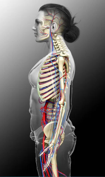 3d rendered medically accurate illustration of the female circulatory and skeleton system