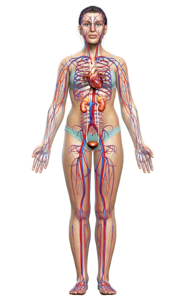 Рендеринг Медицинская Точная Иллюстрация Женских Почек Кровеносной Системы — стоковое фото