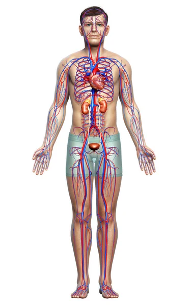 Rendu Illustration Médicalement Exacte Des Reins Appareil Circulatoire — Photo